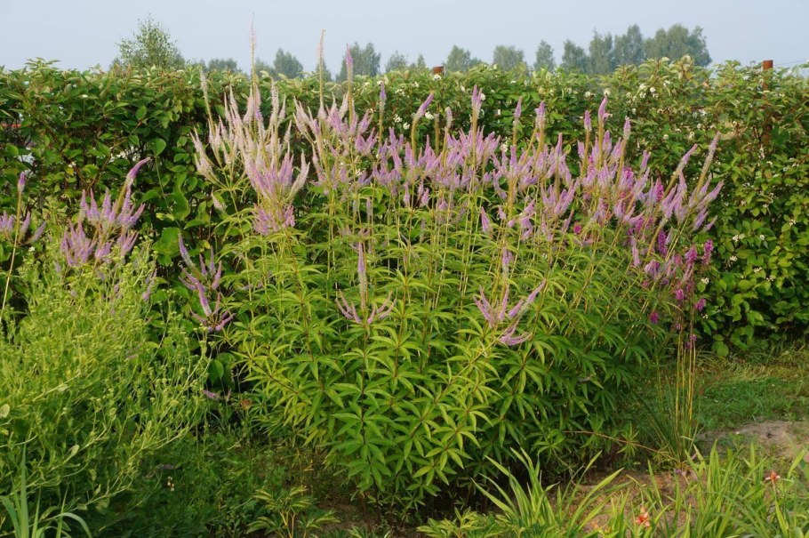 Вероникаструм Эрика