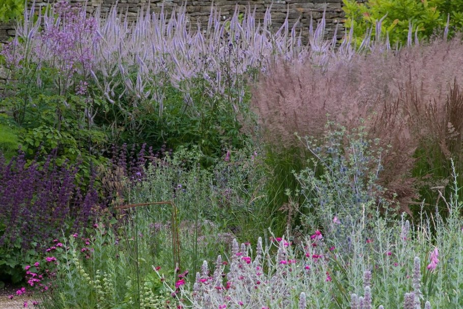 Вероникаструм виргинский