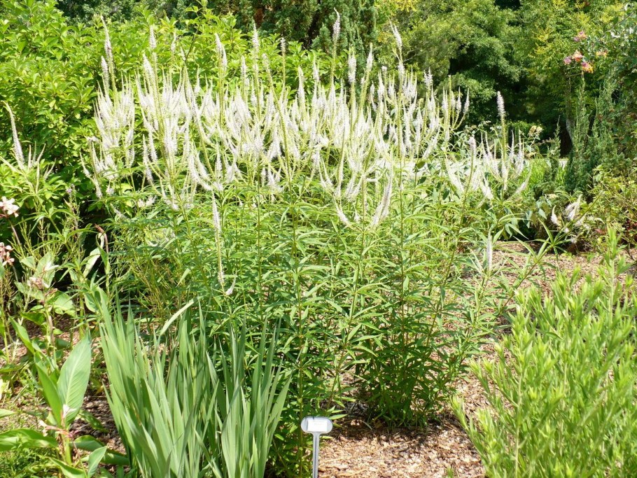 Вероникаструм виргинский