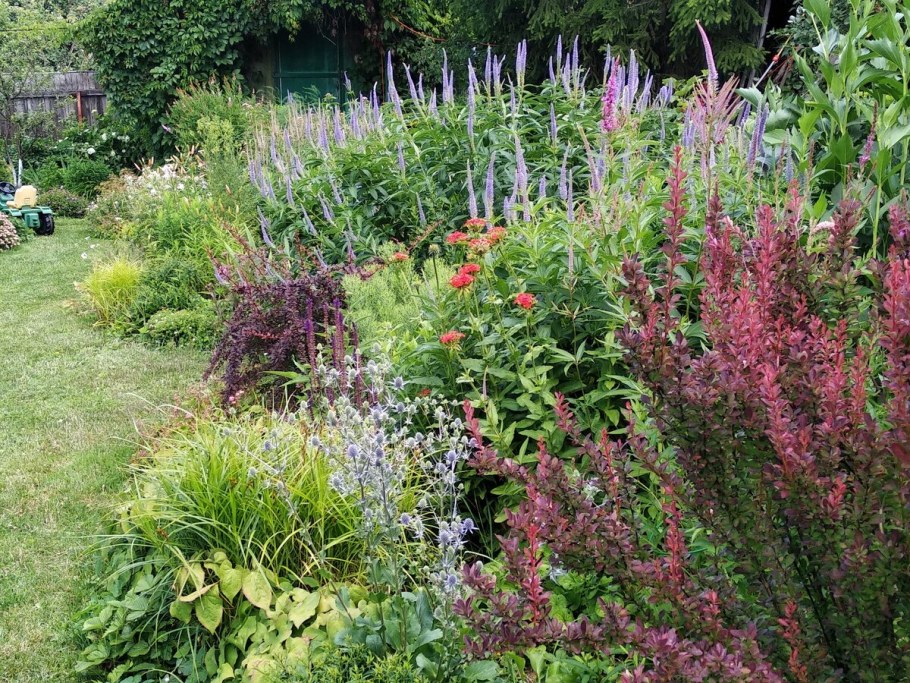 Вероникаструм Аполло