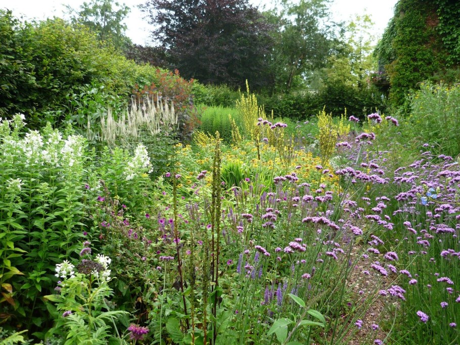 Вероникаструм в цветнике