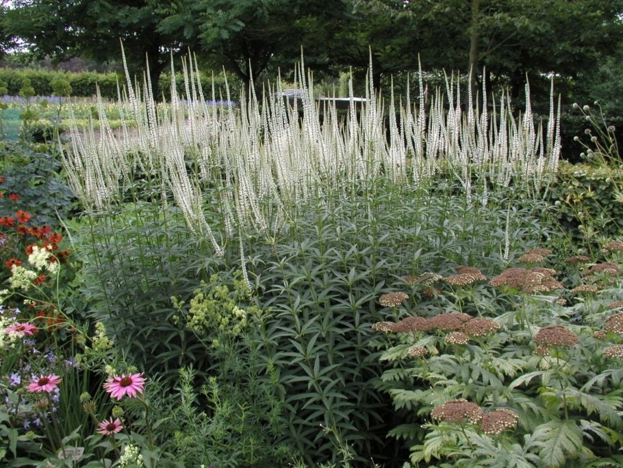 Вероникаструм виргинский «album» Veronicastrum virginicum «album»