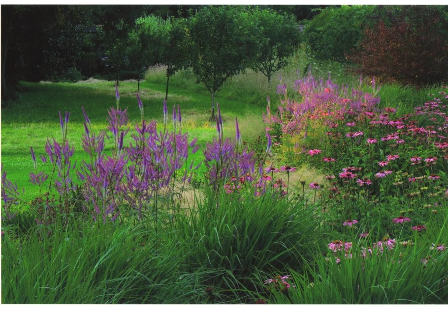 Вероникаструм виргинский в миксбордере