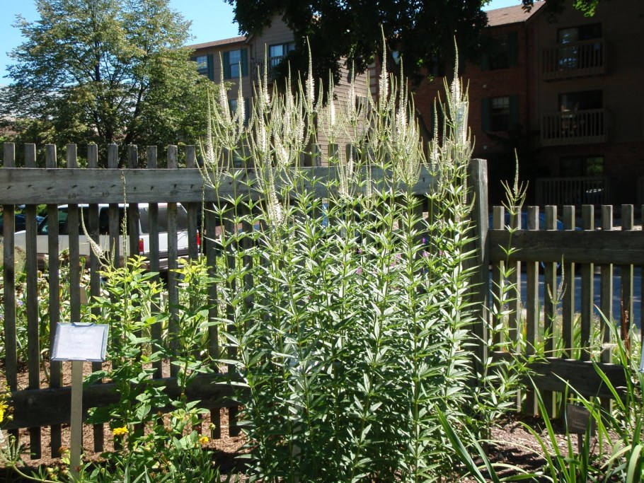 Вероникаструм Альба