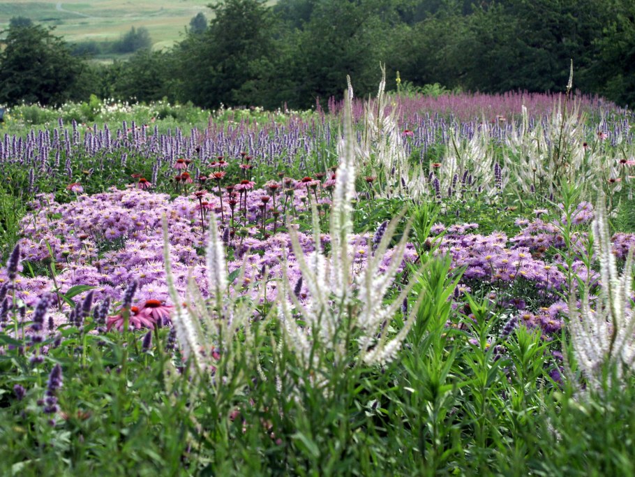 Вероникаструм виргинский альбум
