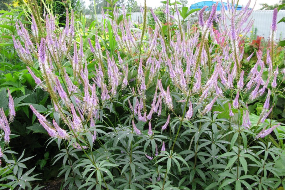 Вероникаструм Эрика