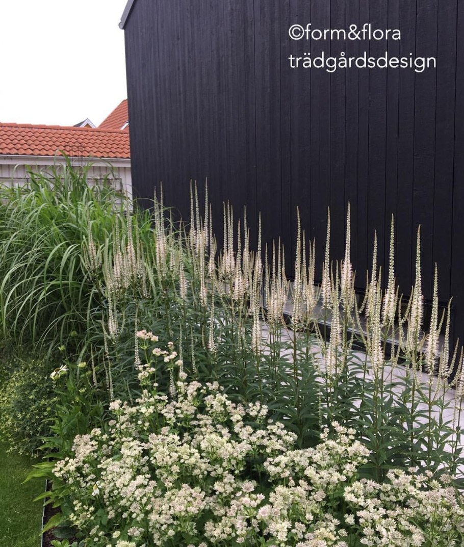 Вероникаструм виргинский на клумбе