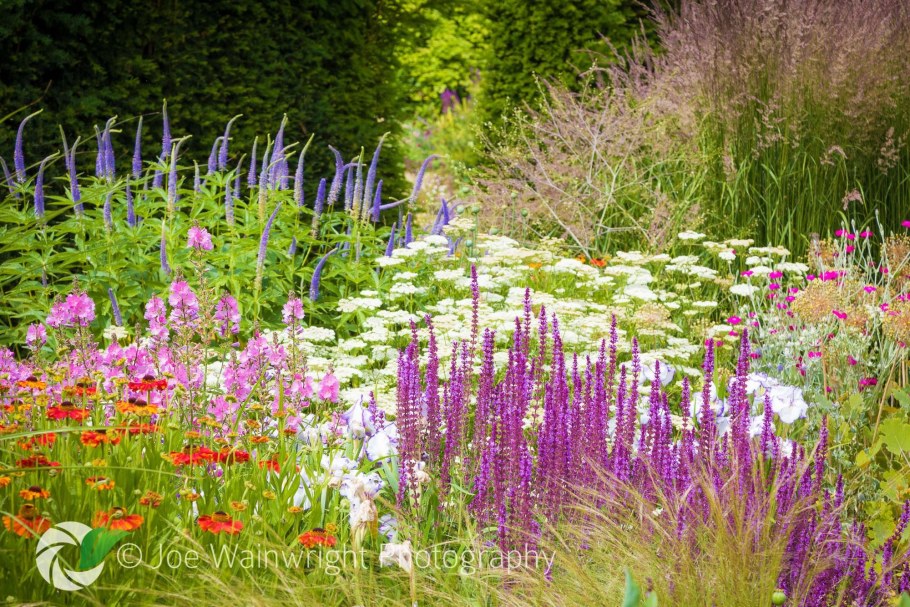 Вероникаструм Сибирский (Veronicastrum sibiricum)