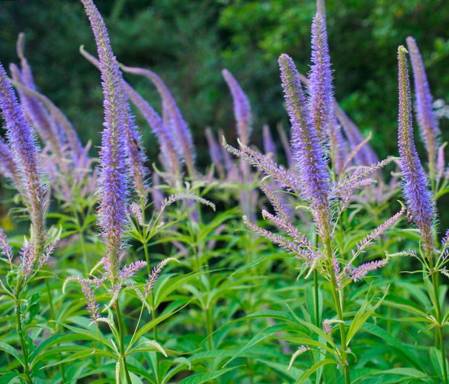 Вероникаструм виргинский Купидон