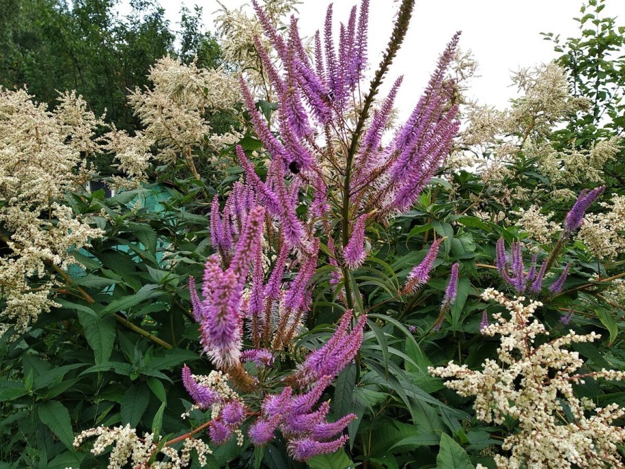 Вероникаструм виргинский ред Арроуз