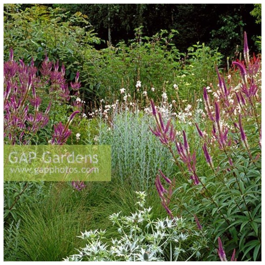 Вероникаструм виргинский Red arrows Рэд Эрроуз