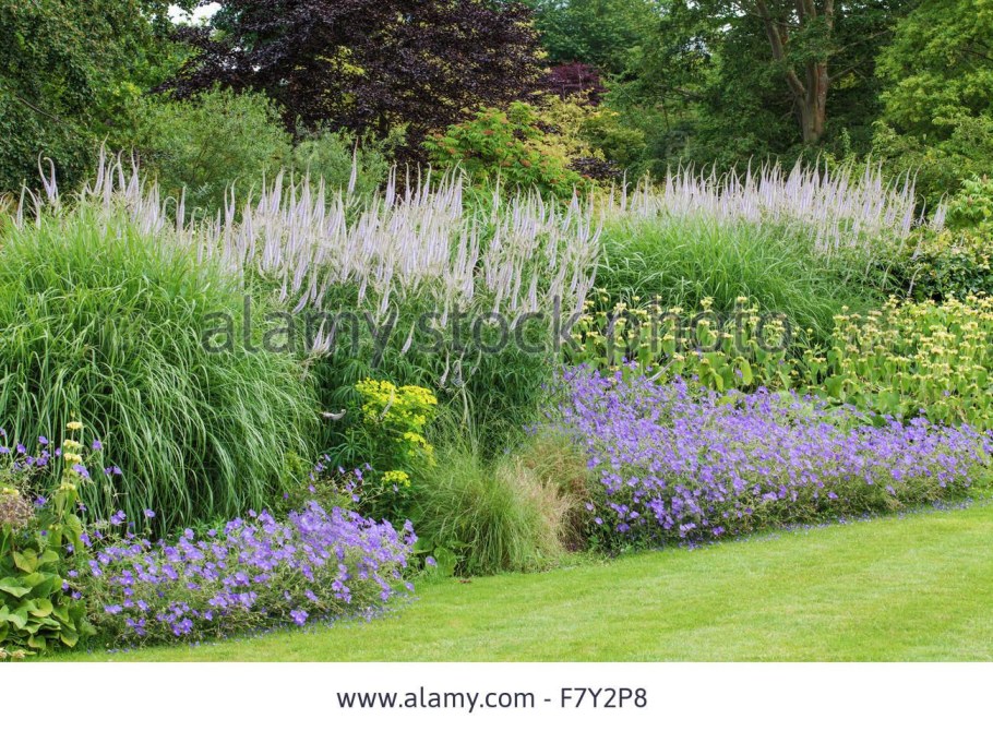 Вероникаструм виргинский в миксбордере