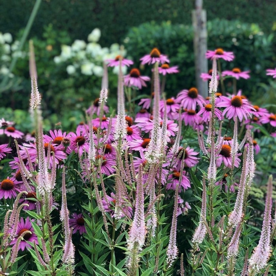 Эхинацея и Вероникаструм