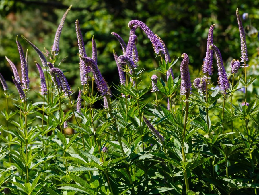 Вероникаструм Сибирский (Veronicastrum sibiricum)