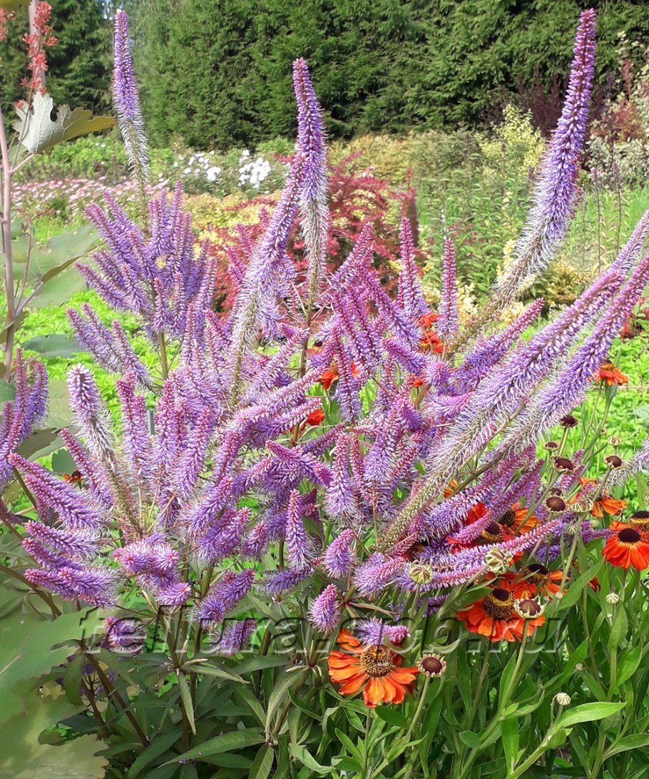 Вероникаструм виргинский Адорейшен