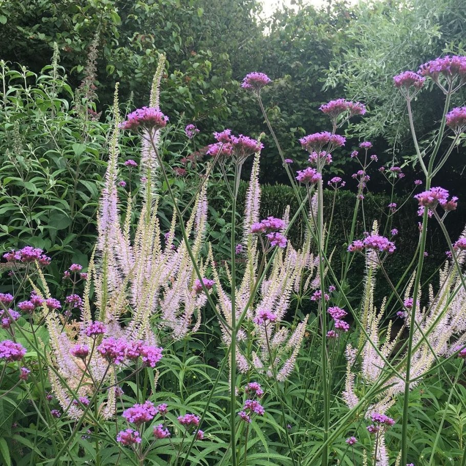 Вероникаструм лаванделтурм