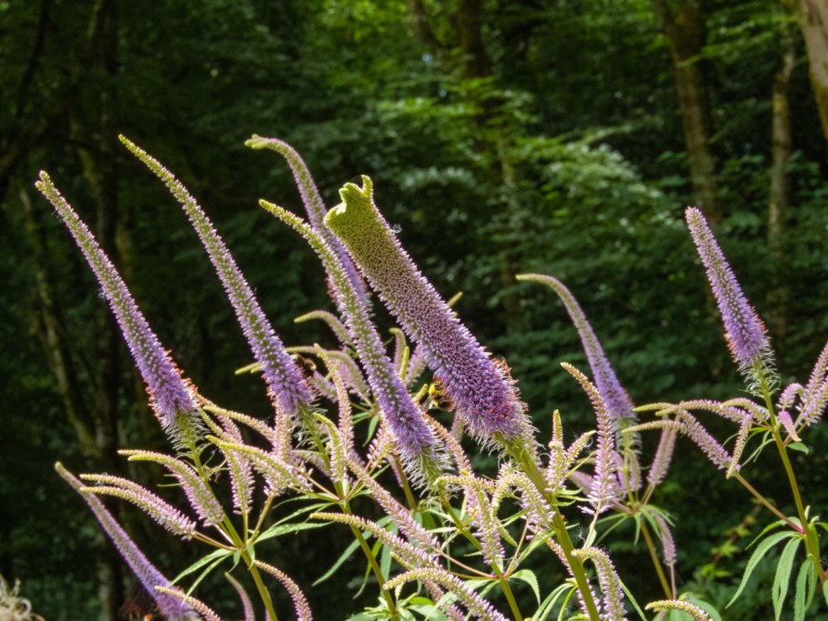Вероникаструм виргинский (Veronicastrum virginicum)