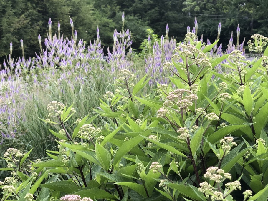 Вероникаструм виргинский