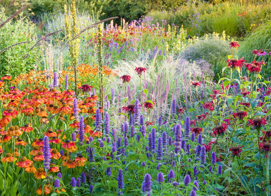 Вероникаструм виргинский в ландшафтном дизайне