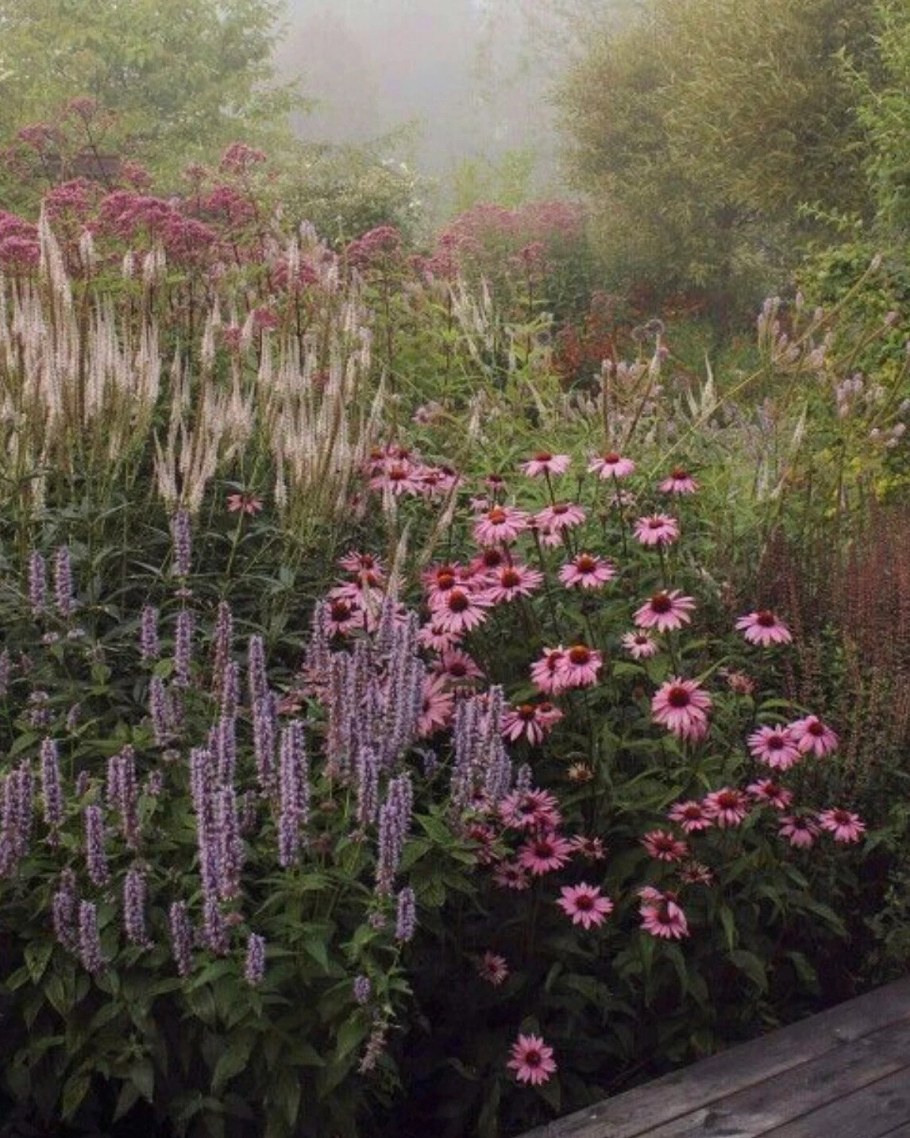 Миксбордер рудбекия Флокс эхинацея