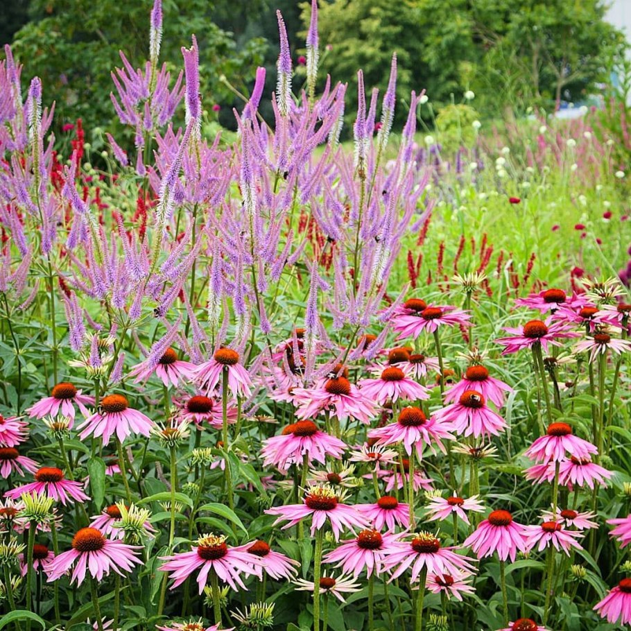 Эхинацея Echinacea Double Decker