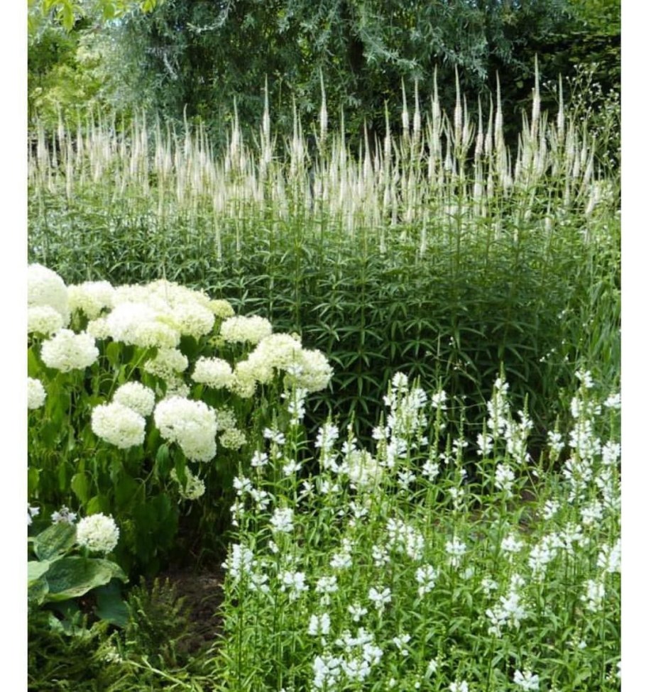 "Белый сад" Кукинова