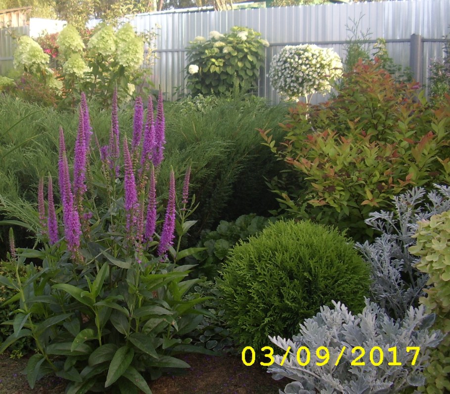 Вероникаструм розовый