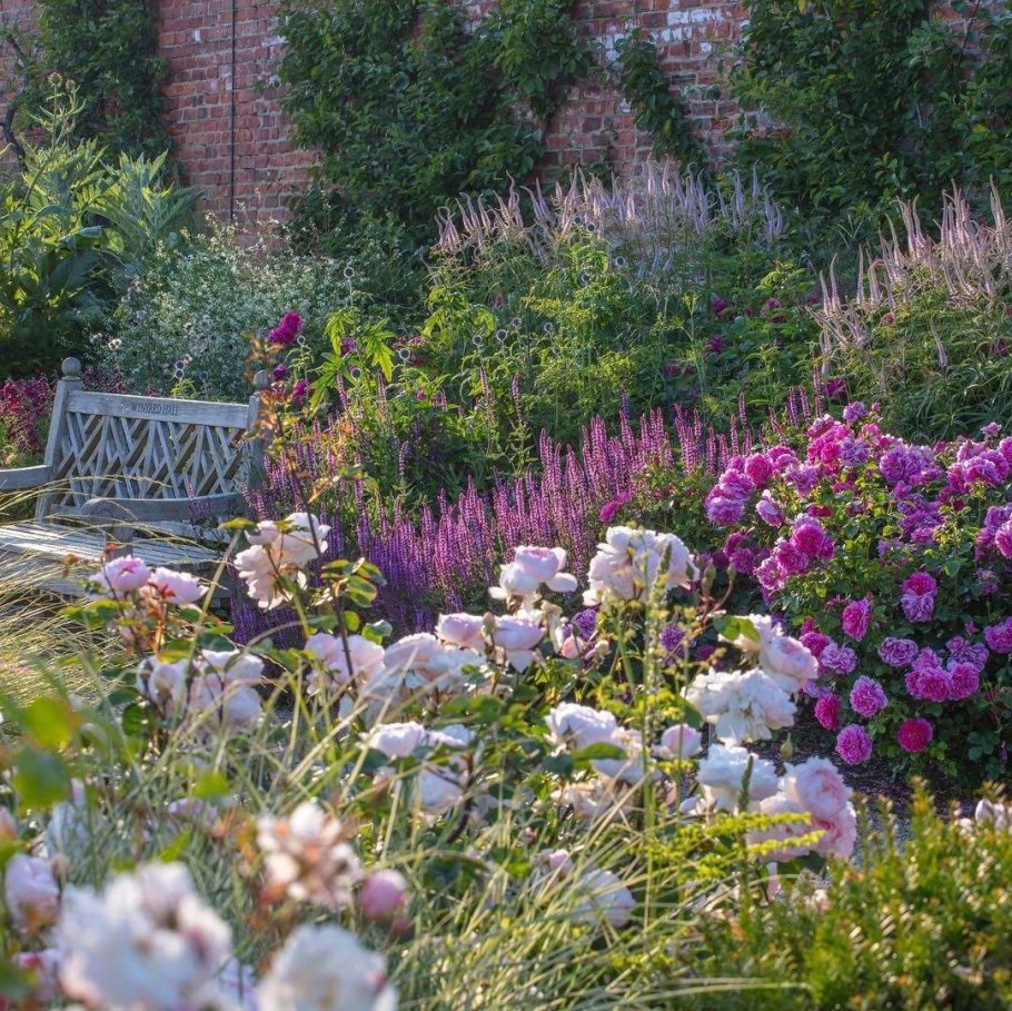 Вероникаструм Amethyst