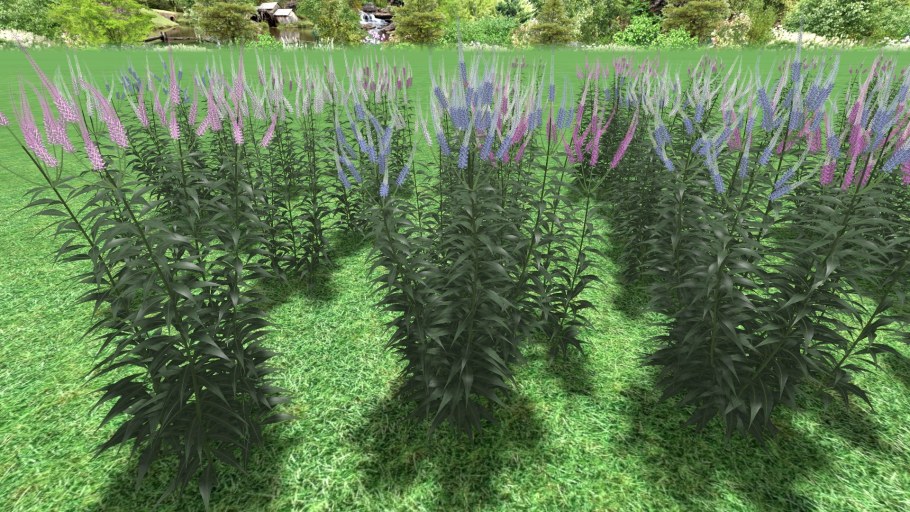 Вероникаструм виргинский Erica