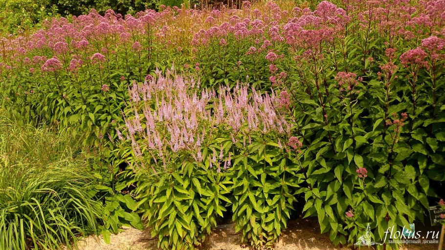 Вероникаструм Адорейшен