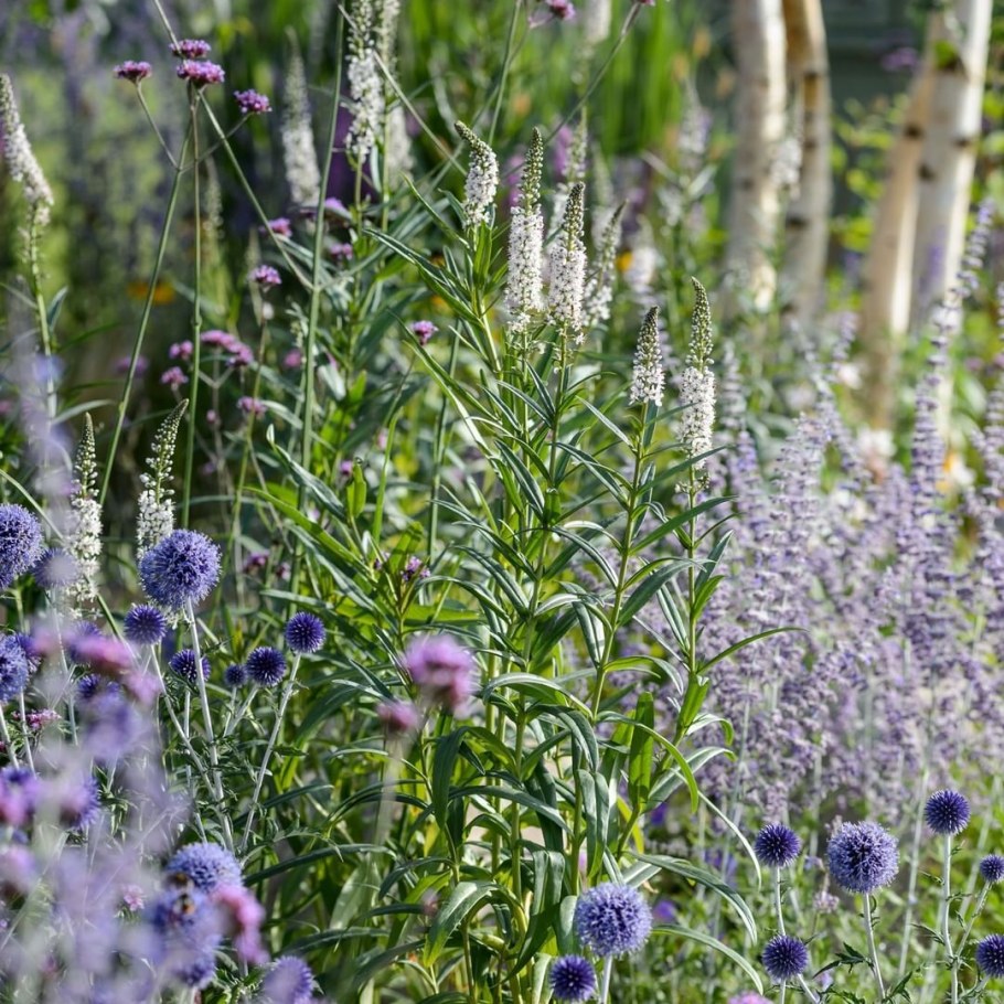 Вероникаструм лавандовый