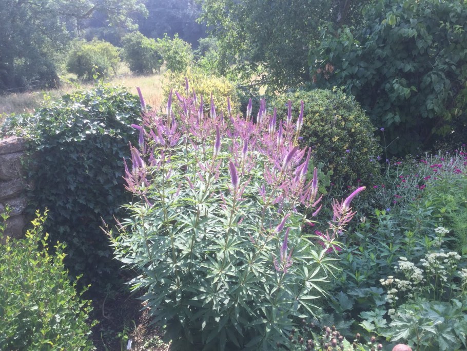 Вероникаструм виргинский