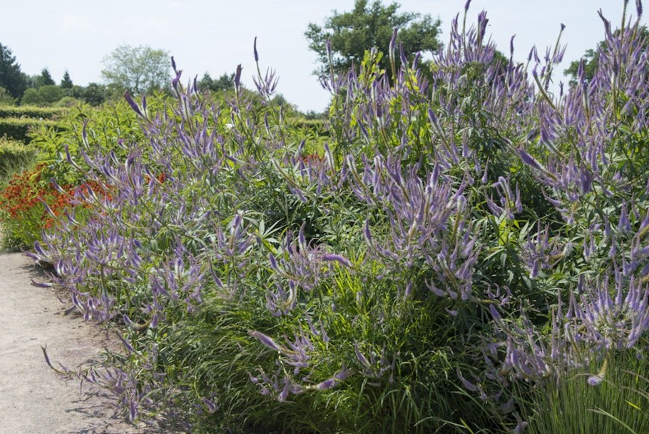 Вероникаструм виргинский fascination