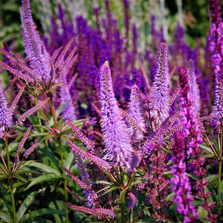 Вероникаструм виргинский fascination