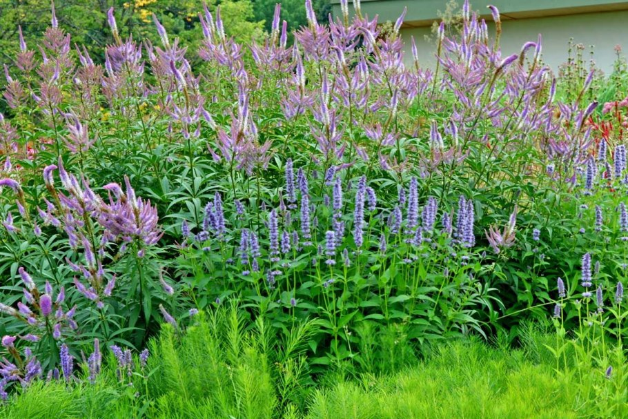 Вероникаструм лавандовый