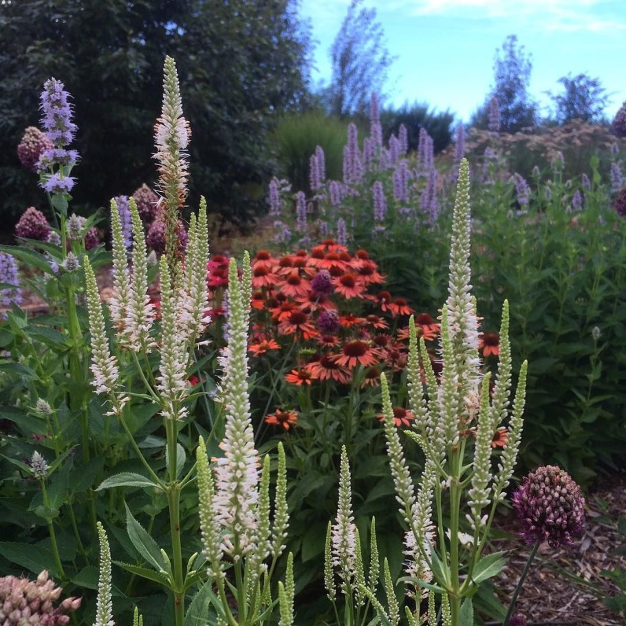 Вероникаструм (Вероничник