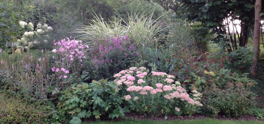 Гортензия метельчатая и мискантус