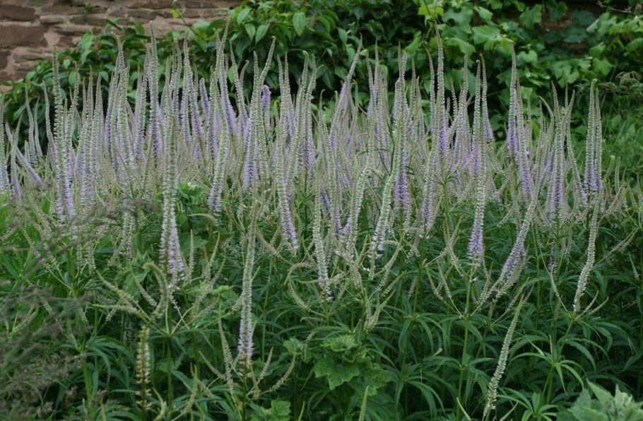 Вероникаструм виргинский Диана