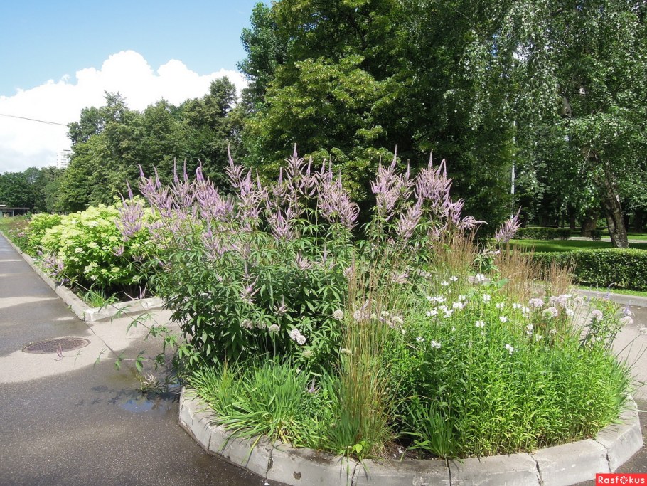 Вероникаструм и гортензия