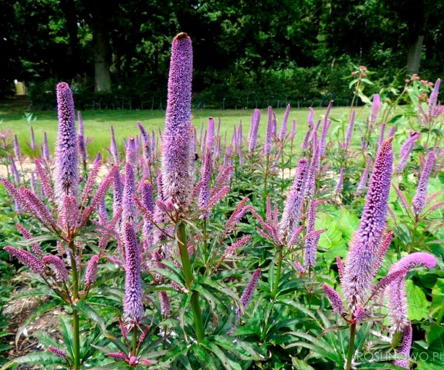 Вероникаструм виргинский "Red arrows" (Veronicastrum virginicum)