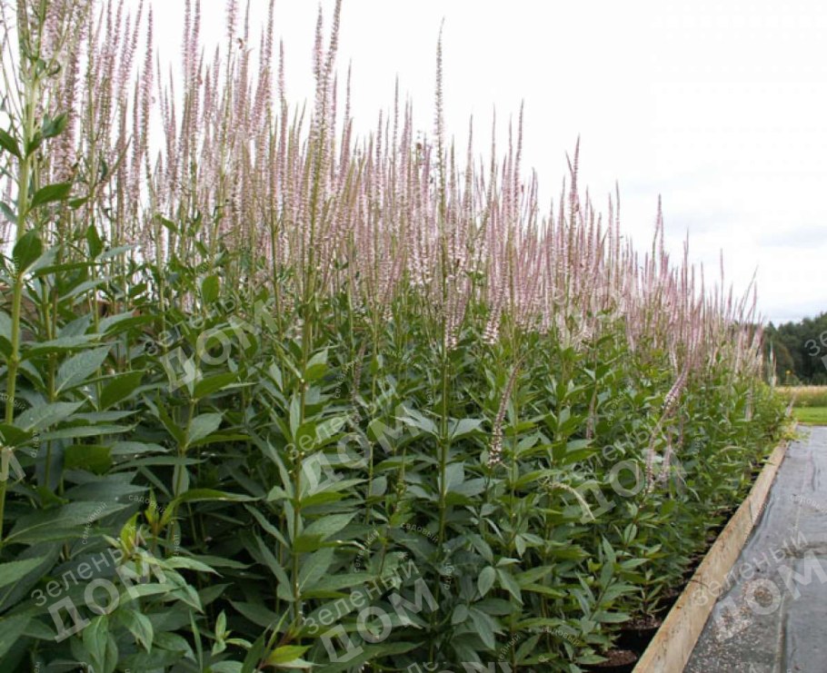 Вероникаструм Pink Glow