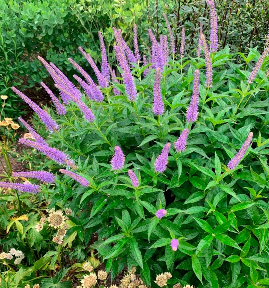 Вероникаструм посадка и уход в открытом грунте