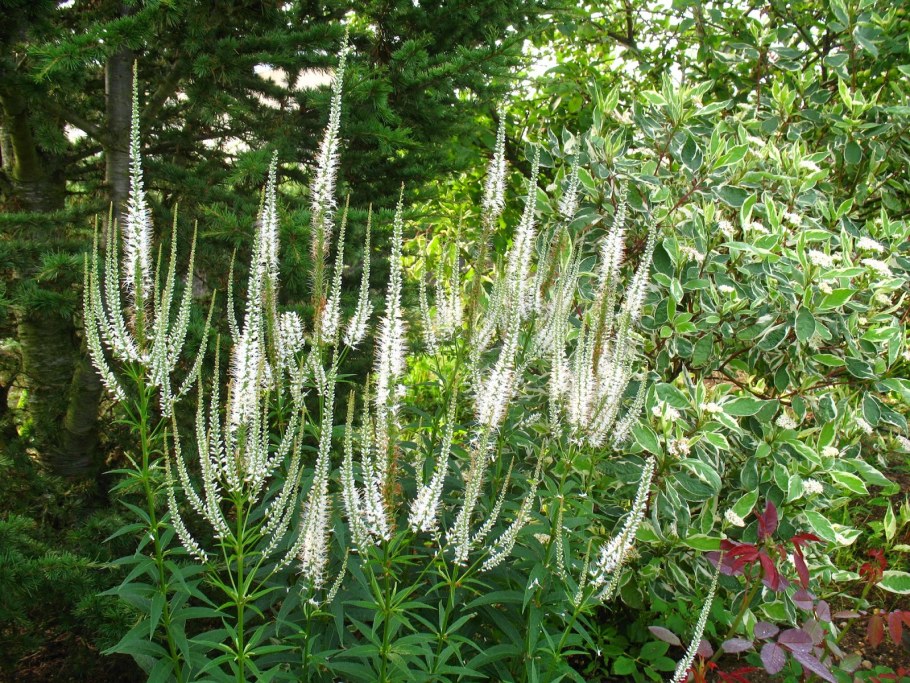 Вероникаструм виргинский fascination