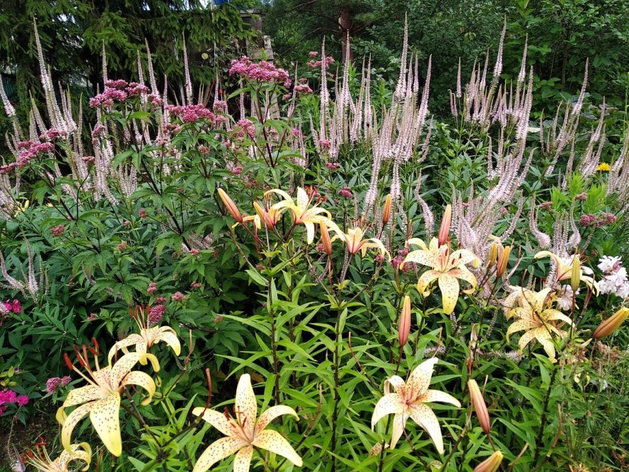 Вероникаструм посадка