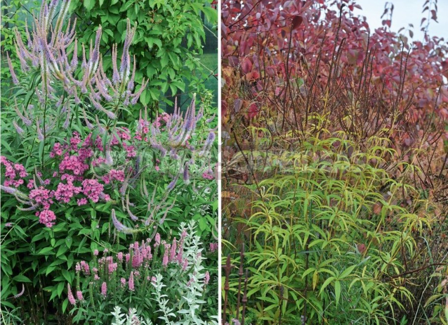 Вероникаструм лавандовый