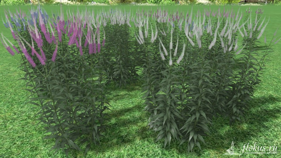 Вероникаструм Challenger