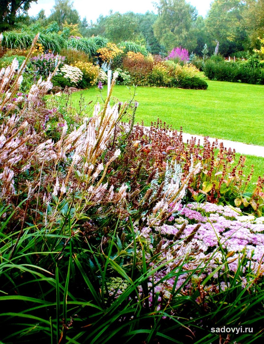 Композиции с посконником в саду