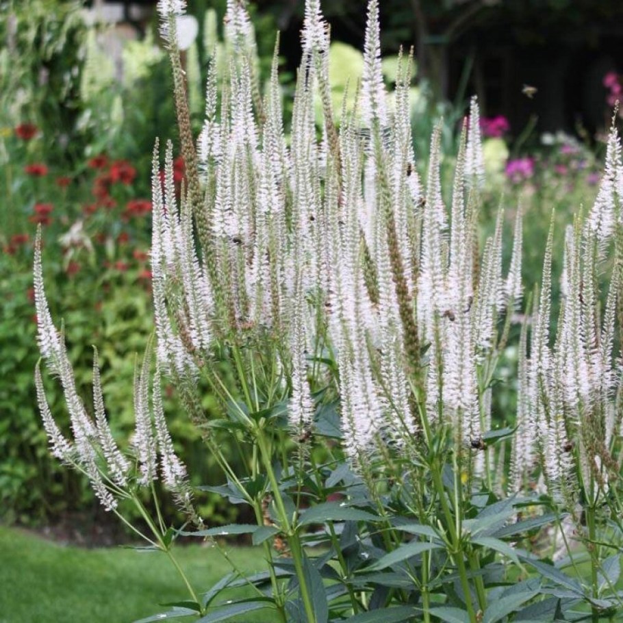 Вероникаструм виргинский альбум