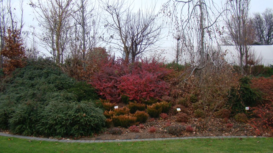 Клен Гиннала Живая изгородь