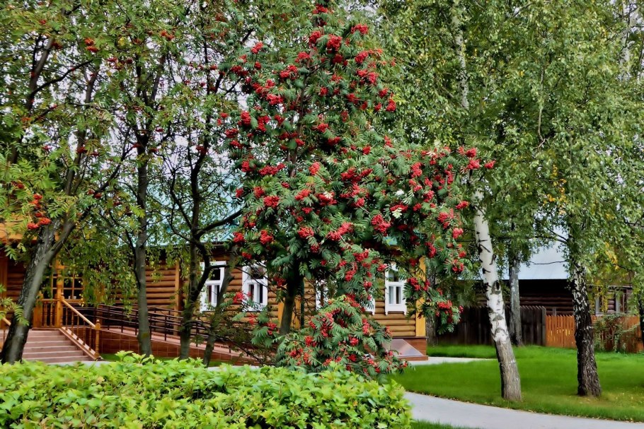 Рябина обыкновенная Калина